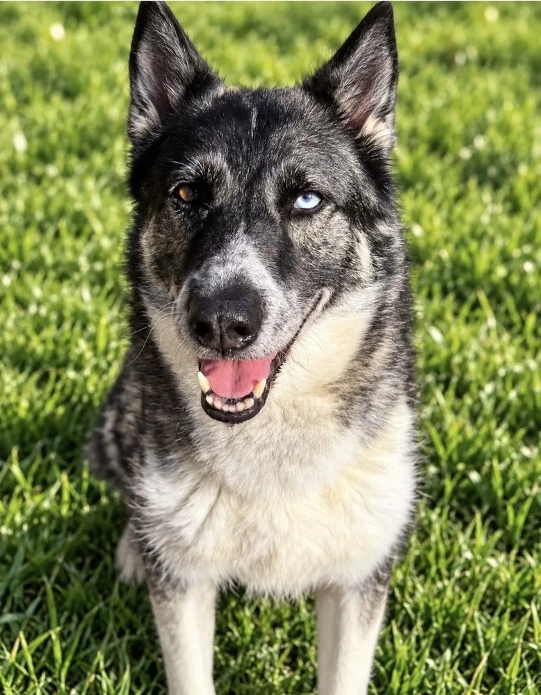 Penelope