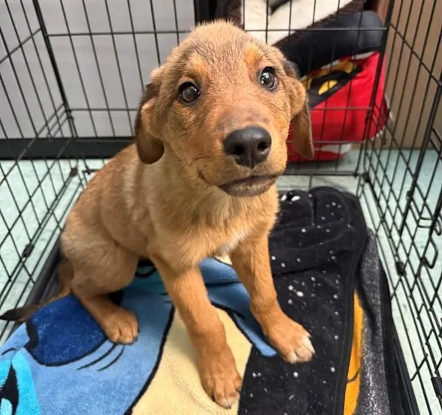 A baby small-sized male Rottweiler dog named Timber for adoption in Antioch, CA