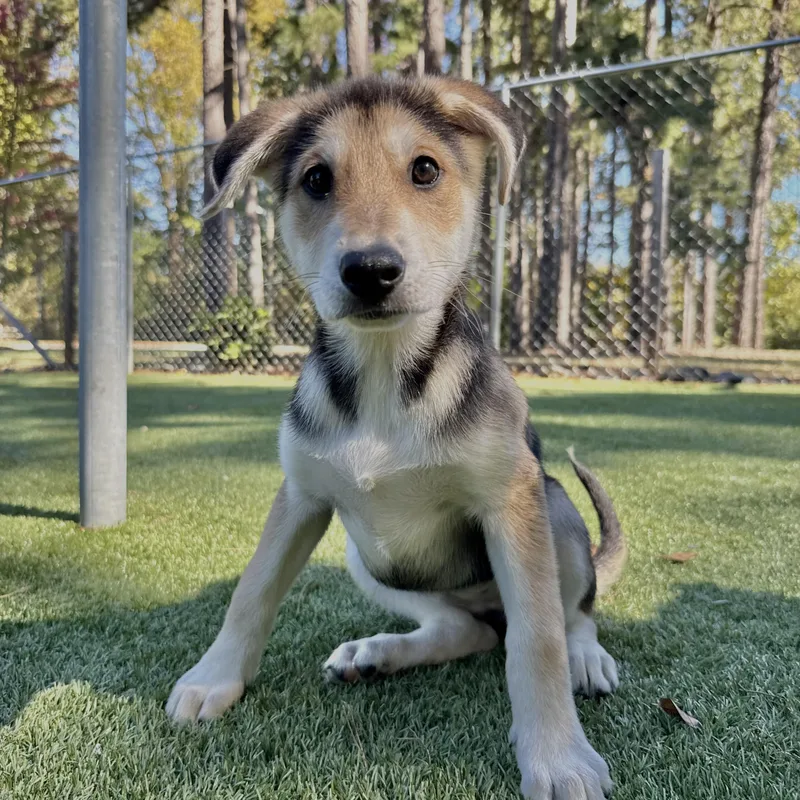 A baby large-sized female Brown / Chocolate Husky dog named Mecklenburg for adoption in Salisbury, NC
