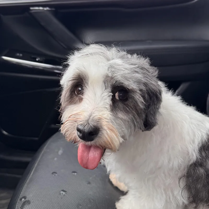 An adult small-sized female White / Cream Havanese dog named Rose for adoption in Greenwich, NY