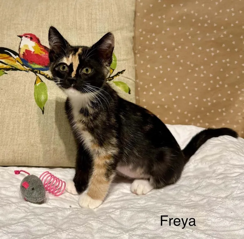 Freya thumbnail 4