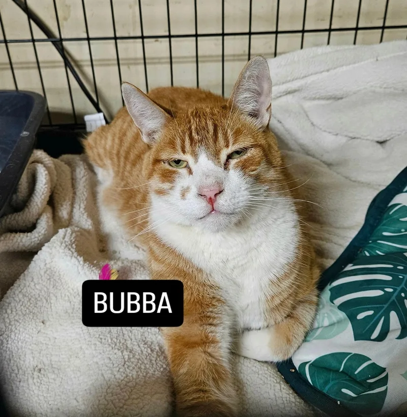 Bubba