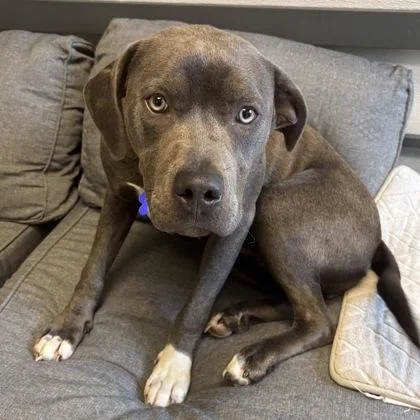 An adult medium-sized female Gray / Blue / Silver Mixed Breed dog named Arrow for adoption in Lansing, MI