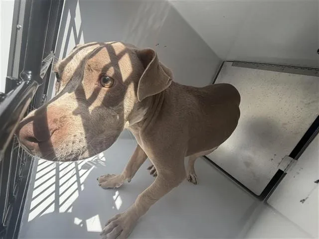 A young medium-sized female Pit Bull Terrier dog named Roxie for adoption in Houston, TX