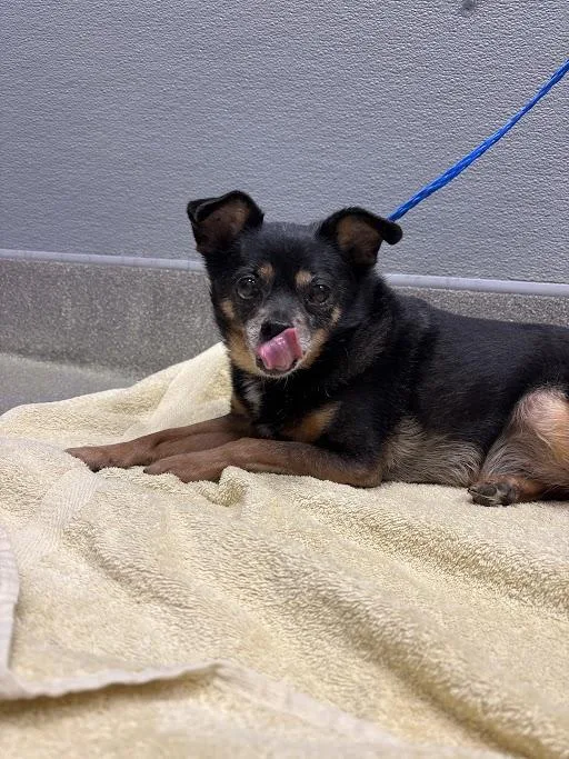 An adult small-sized male Chihuahua dog named Edgar for adoption in Las Vegas, NV