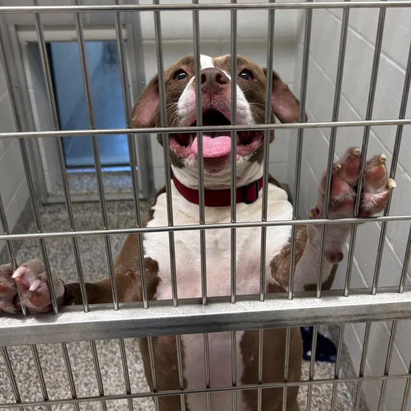 An adult large-sized female Brown / Chocolate Pit Bull Terrier dog named Lola for adoption in Morganton, NC
