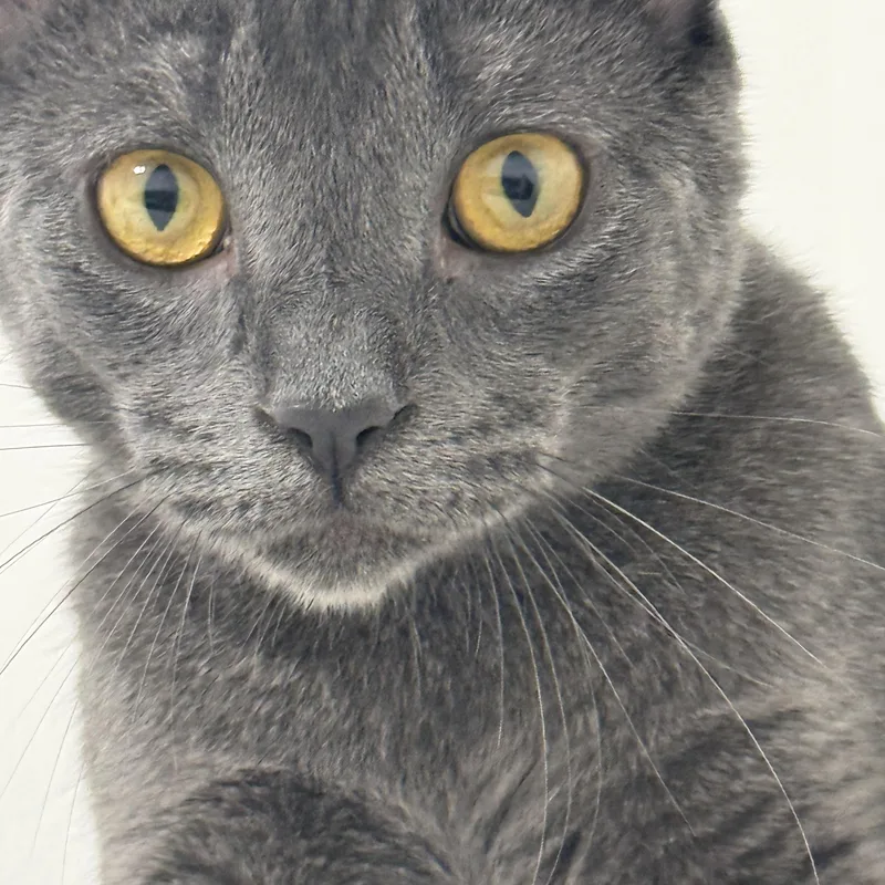 A young medium-sized male Gray / Blue / Silver Domestic Short Hair cat named Storm for adoption in Staten Island, NY