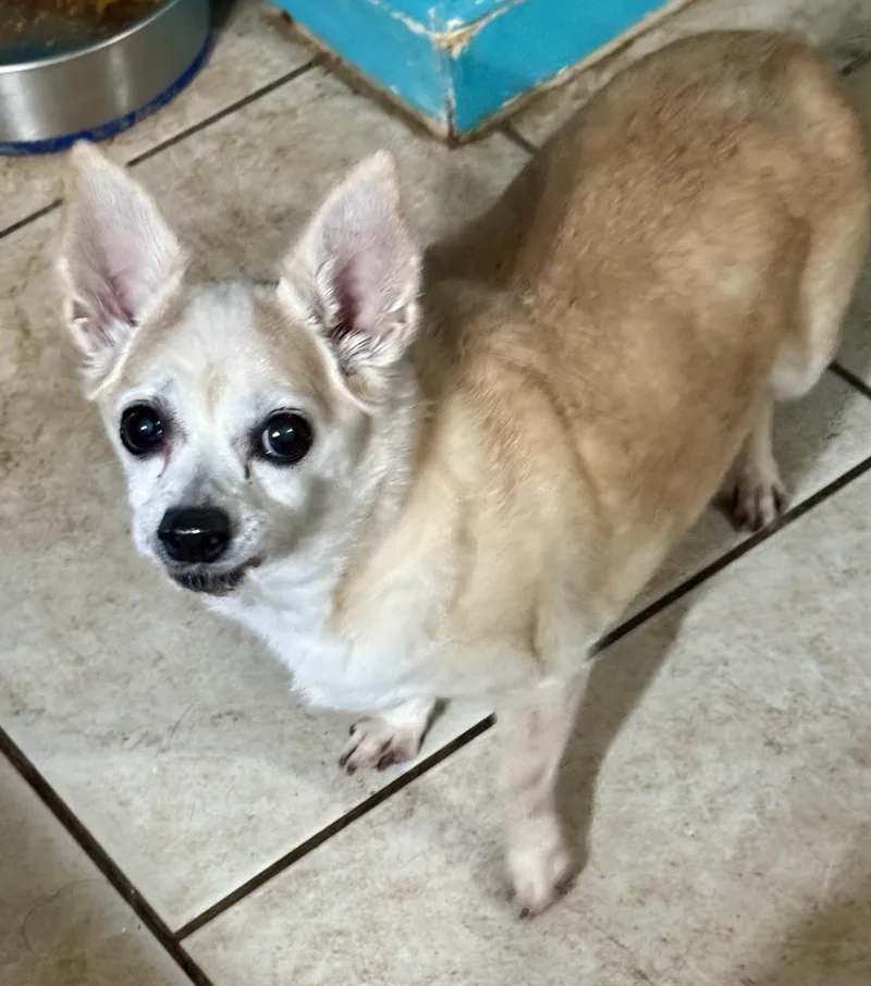 A senior small-sized female Chihuahua dog named Jose for adoption in Sumter, SC
