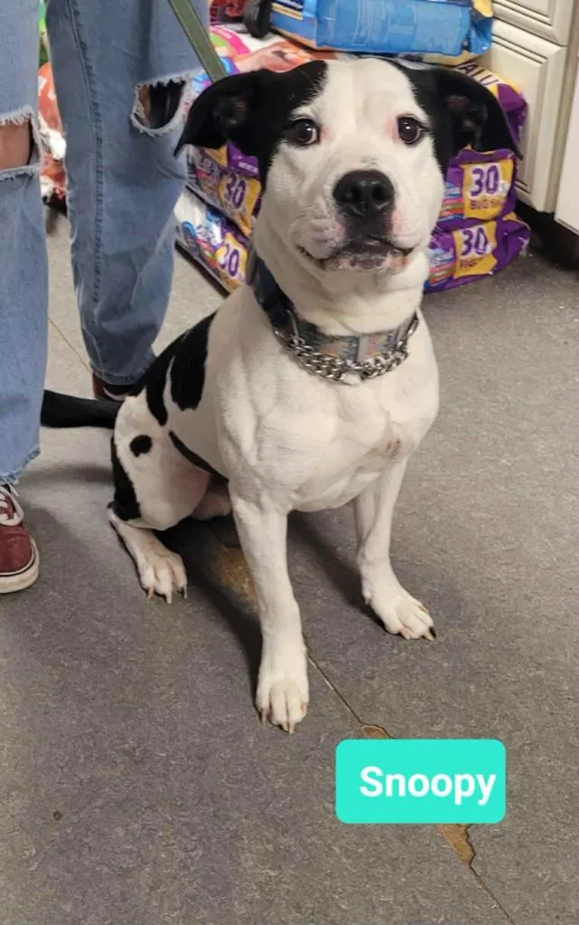 An adult large-sized male Pit Bull Terrier dog named Snoopy for adoption in Richmond, IN