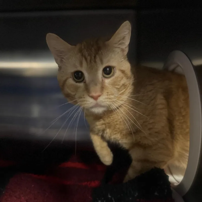 An adult medium-sized male Orange / Red Domestic Short Hair cat named Buttercream for adoption in York, PA