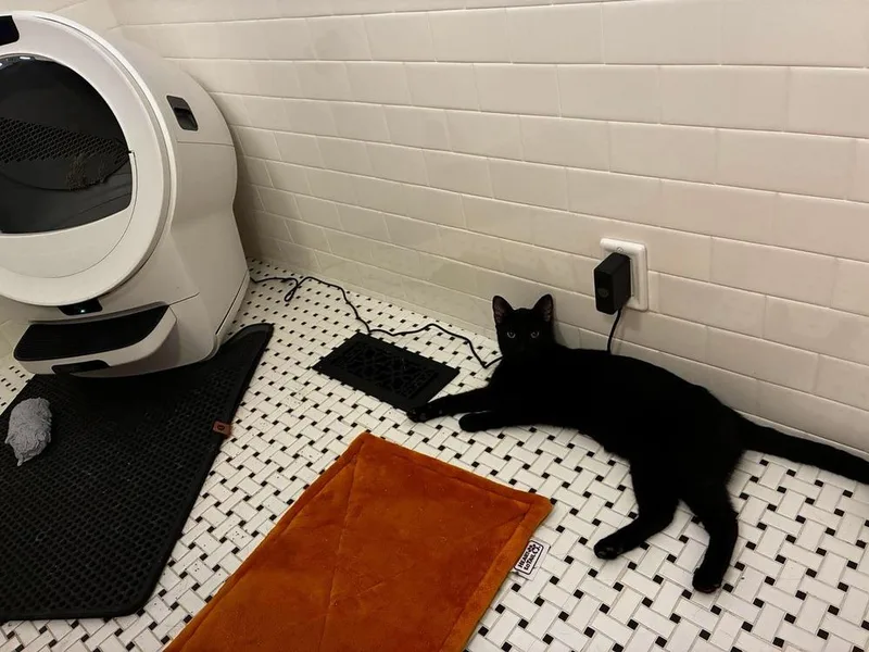 A young medium-sized male Domestic Short Hair cat named Pantero for adoption in Chicago, IL
