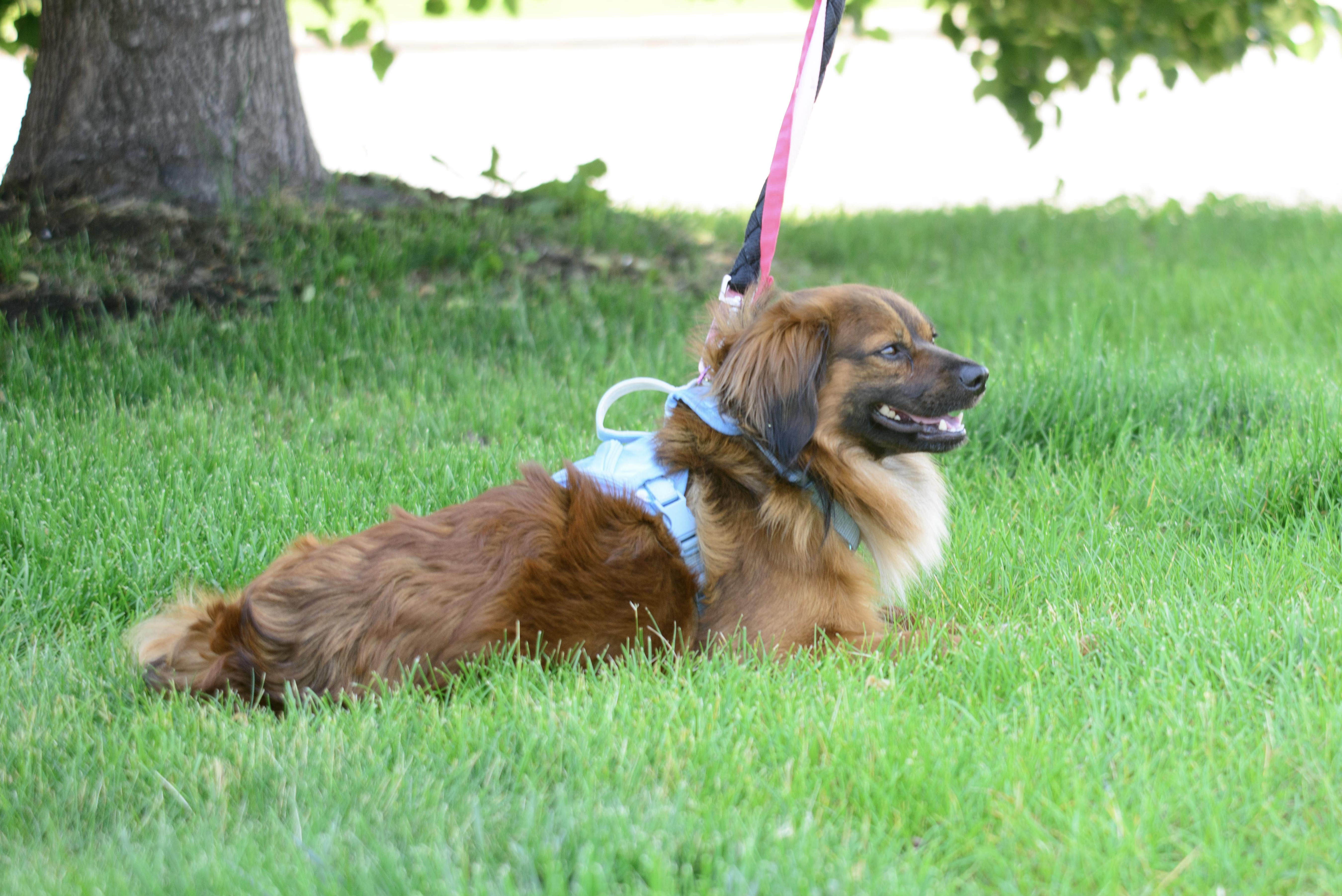 A young small-sized male Brown / Chocolate Spaniel dog named Wallace for adoption in Farmington, MN