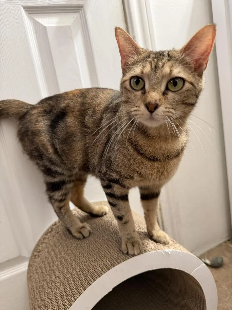 A young medium-sized female Tabby cat named Speckles for adoption in Dallas, TX