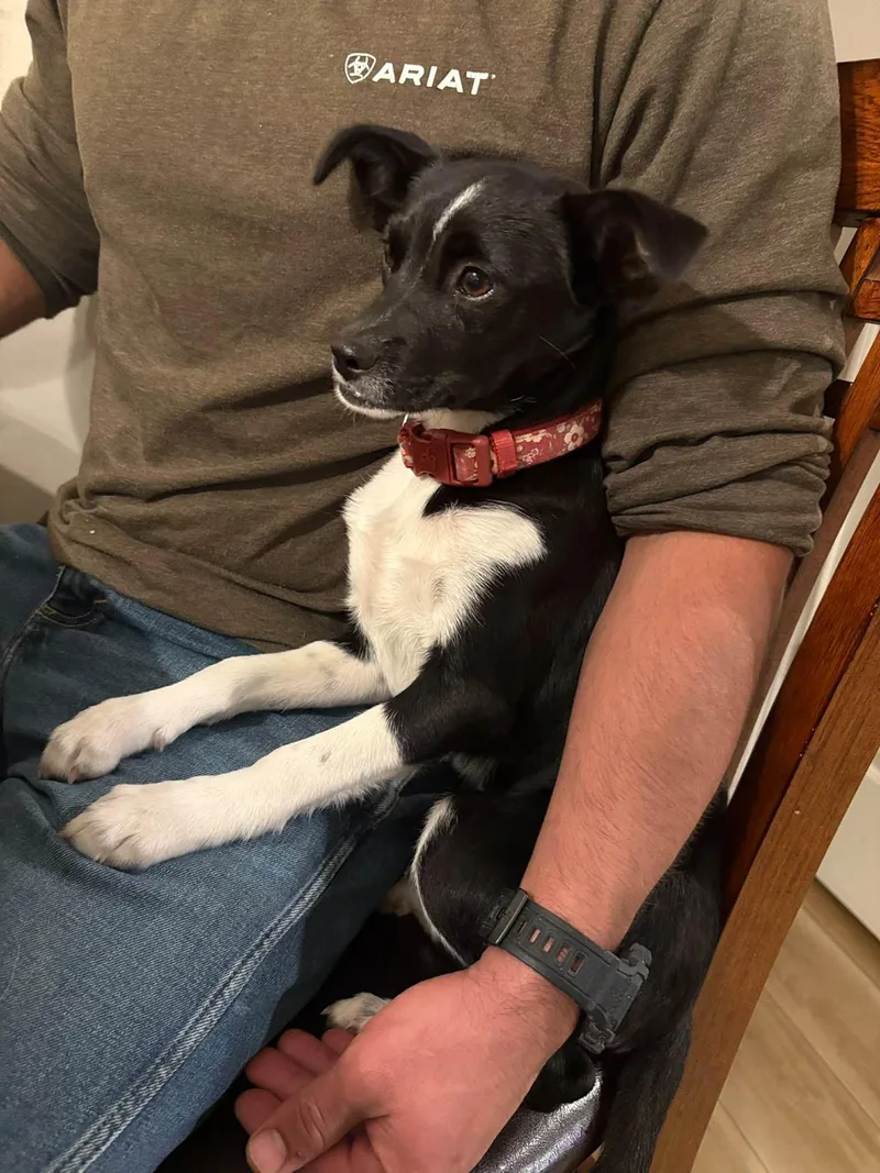 A baby small-sized female Black Border Collie dog named Emilia for adoption in Indianapolis, IN