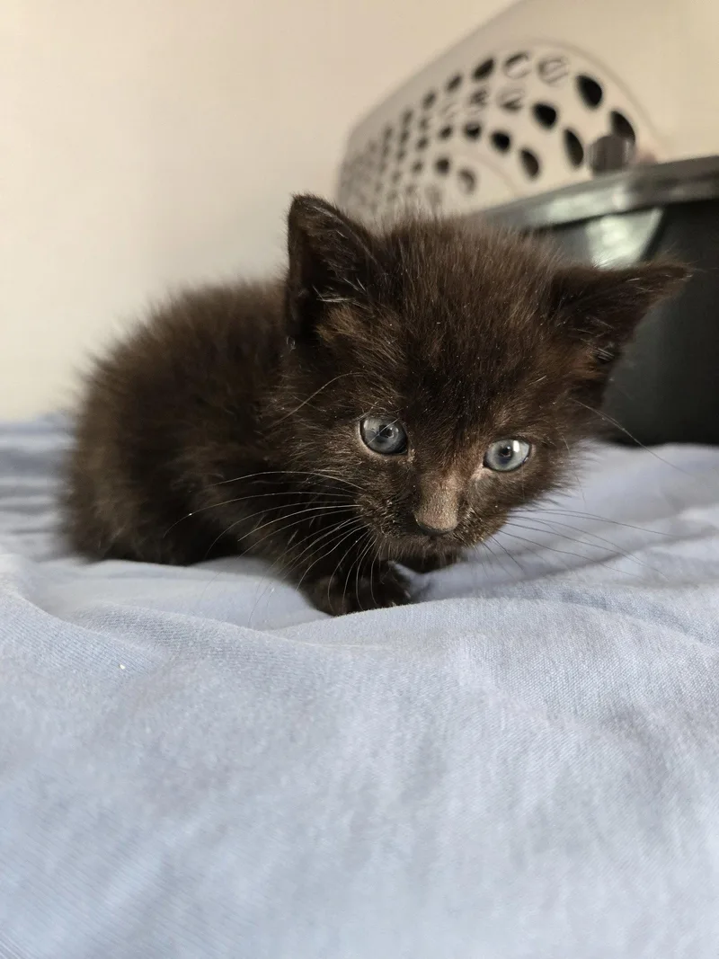 A baby medium-sized male Black Domestic Short Hair cat named Dayday for adoption in Trenton, NJ