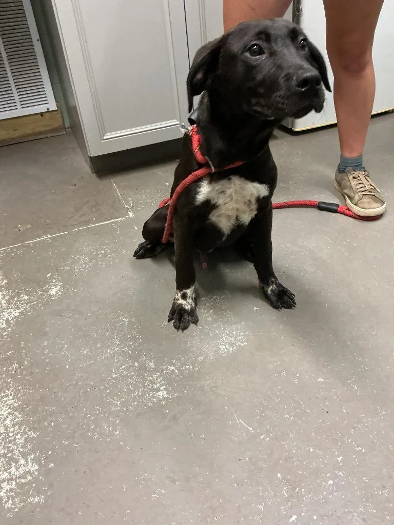 A baby medium-sized male Pit Bull Terrier dog named Graham for adoption in Dyersburg, TN