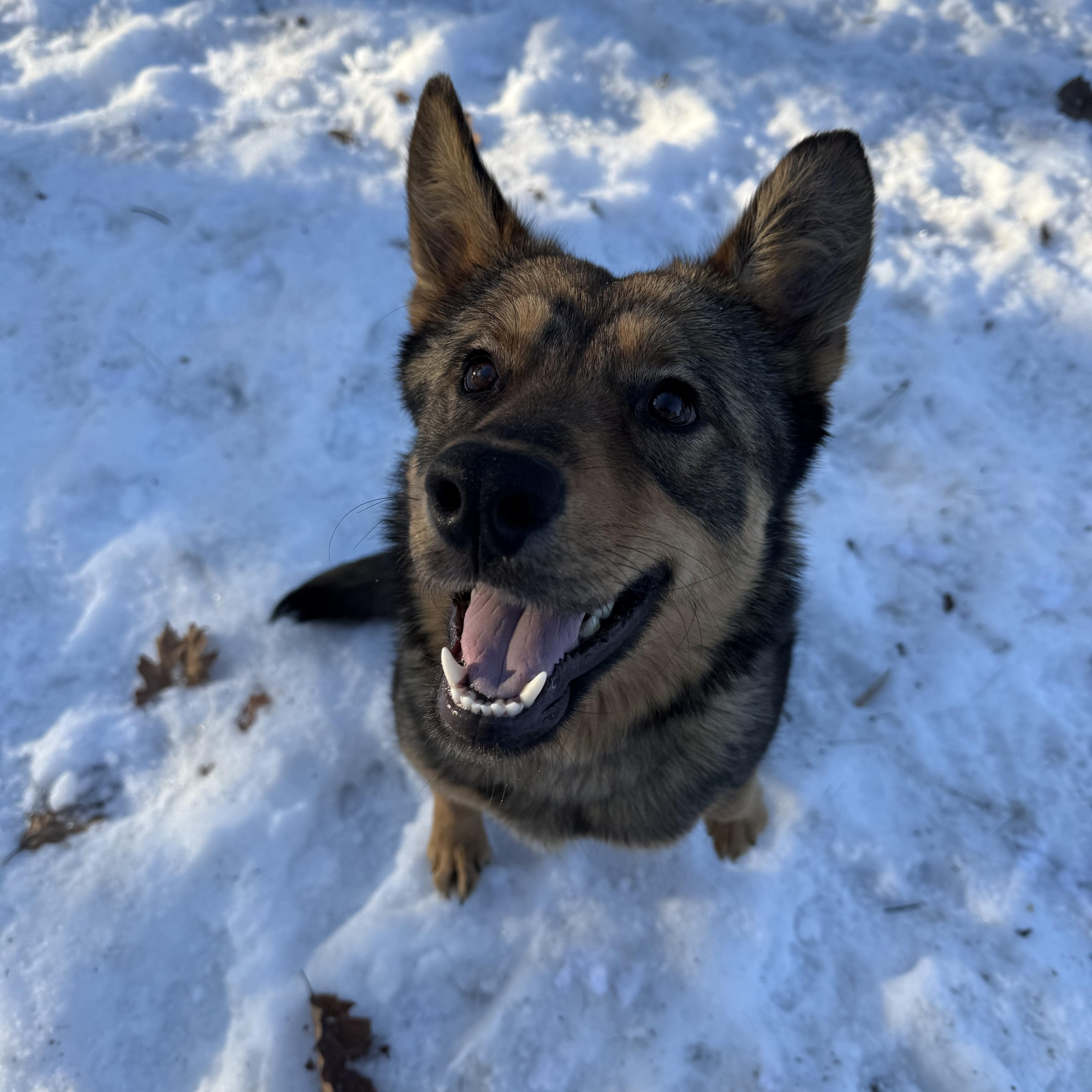 Maxine Momma Hufflepup thumbnail 3