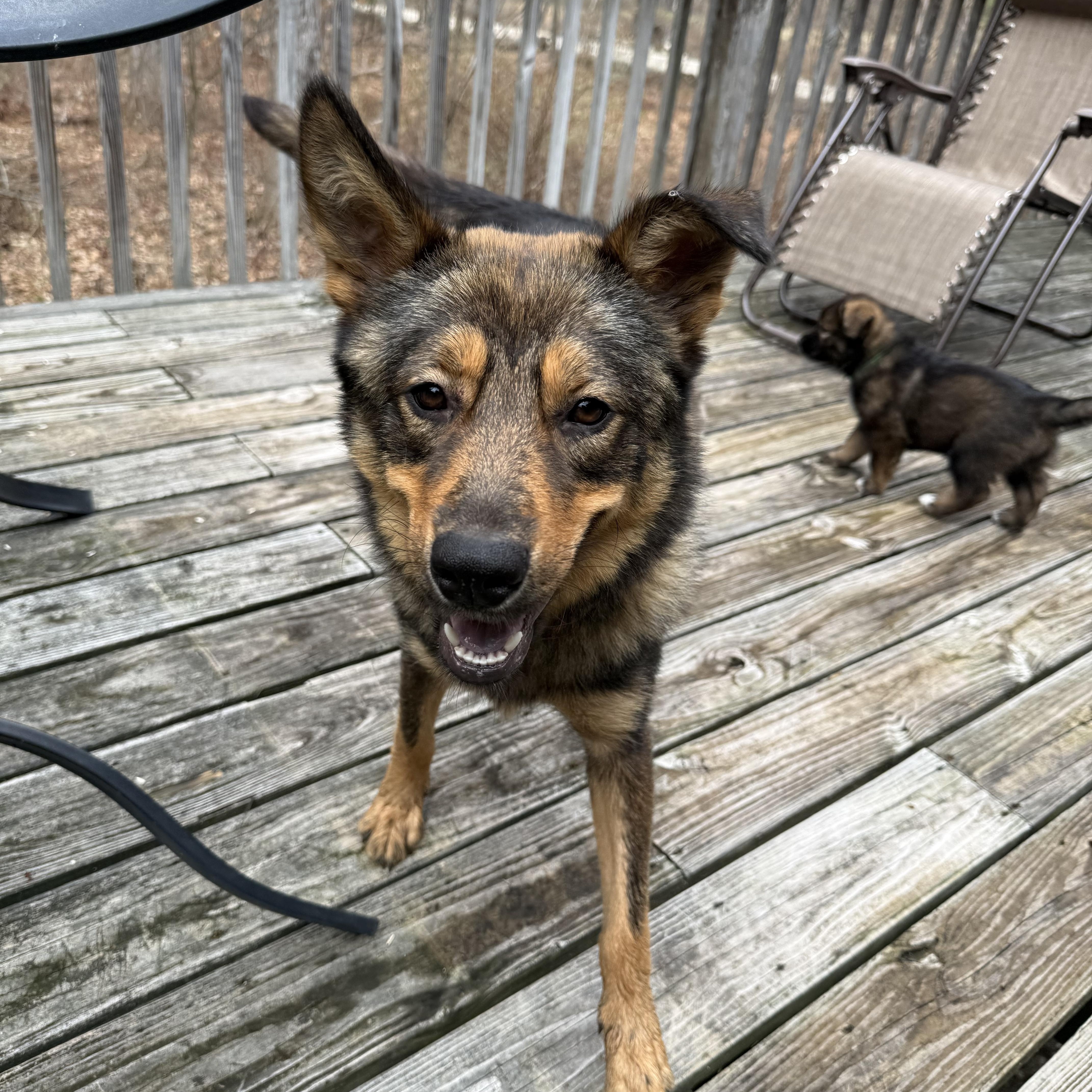 Maxine Momma Hufflepup thumbnail 4