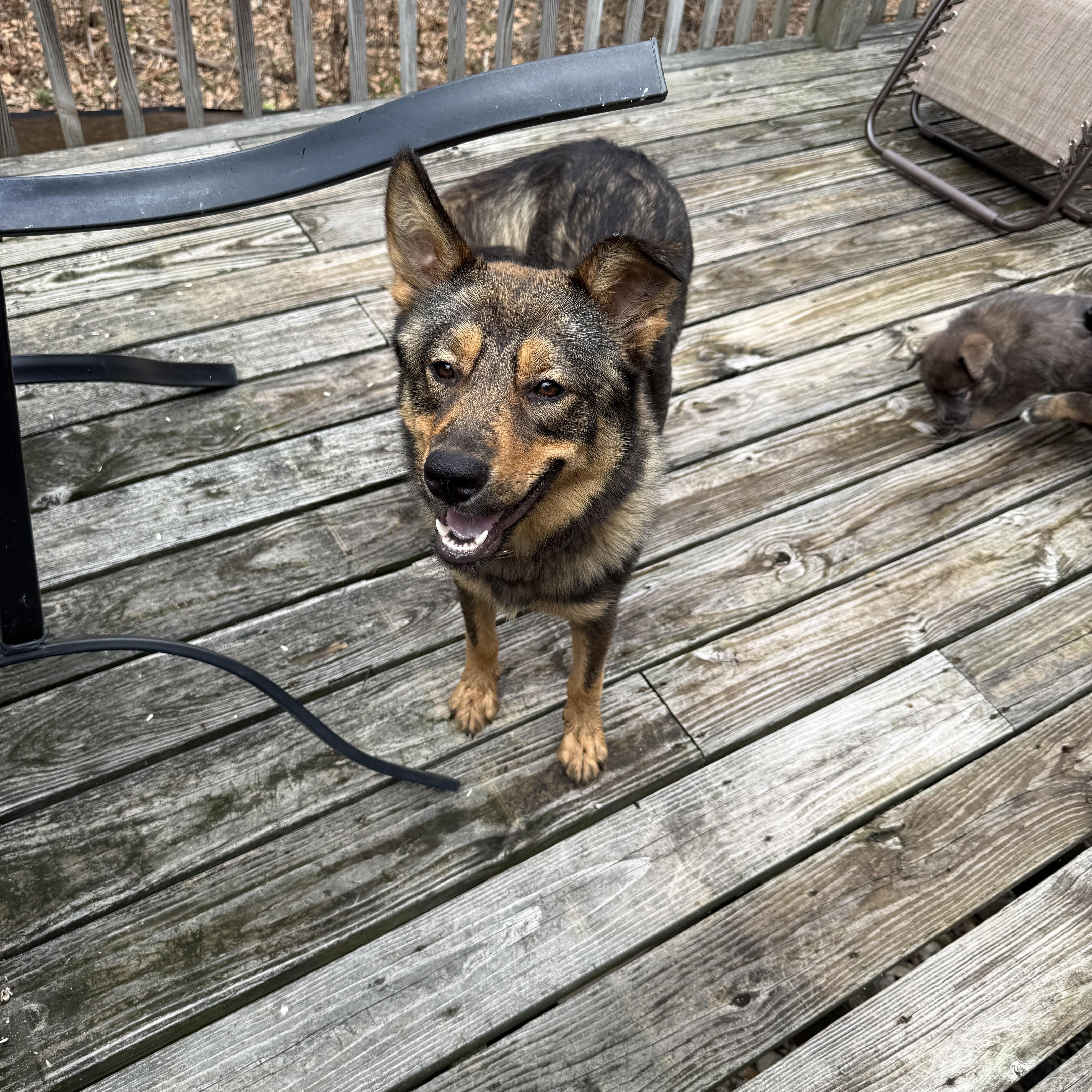 Maxine Momma Hufflepup thumbnail 5