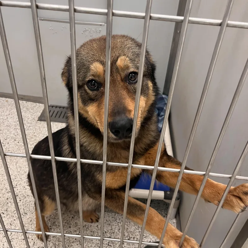 Maxine Momma Hufflepup thumbnail 6