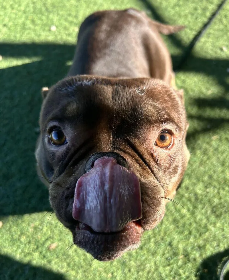 An adult small-sized female Brown / Chocolate American Bulldog dog named Dior for adoption in Fruit Heights, UT