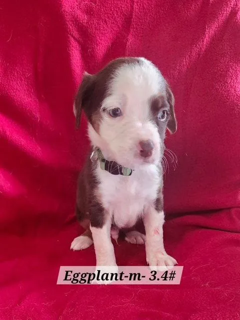 A baby medium-sized male Boxer dog named Eggplant for adoption in Hillside, IL