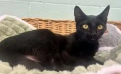 A young small-sized female Domestic Short Hair cat named Velvet for adoption in Westminster, MD