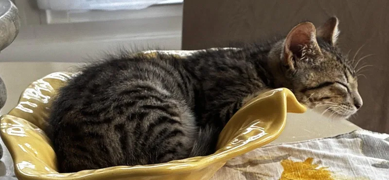 A young medium-sized male Domestic Medium Hair cat named Moritz for adoption in Cuyahoga Falls, OH