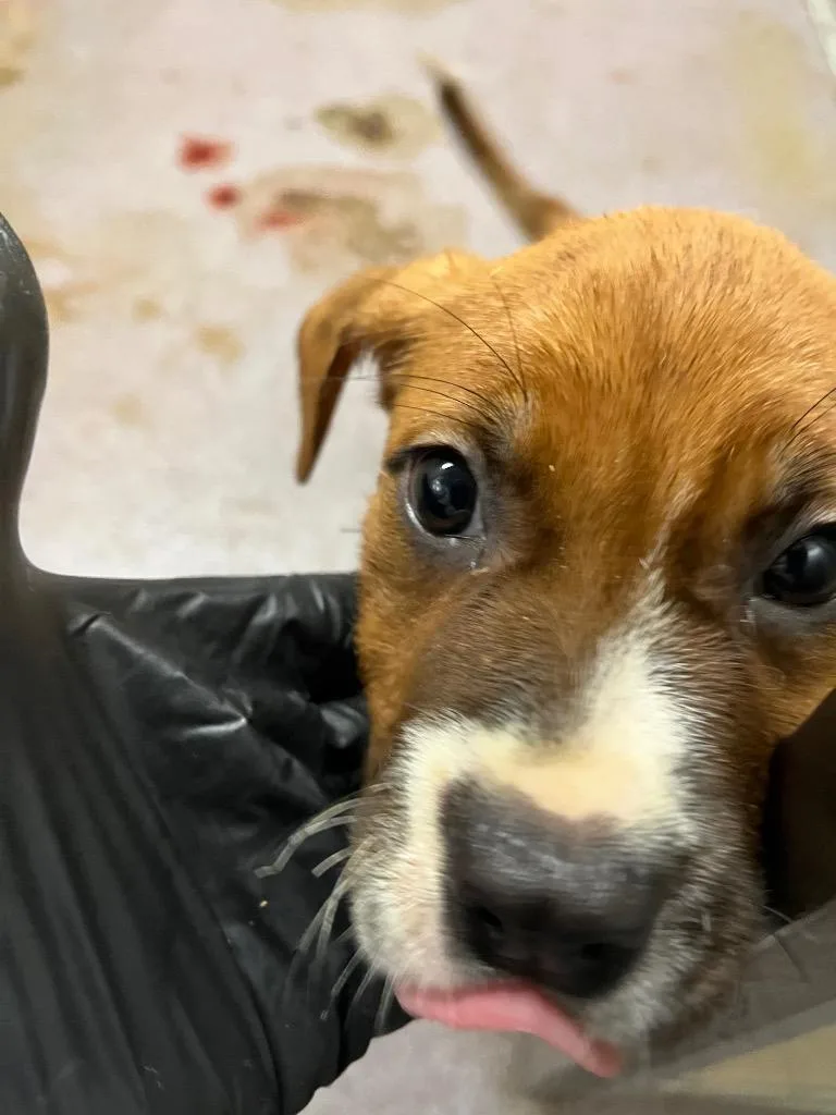 A baby medium-sized female German Shepherd Dog dog named Cinderella for adoption in Benton, AR