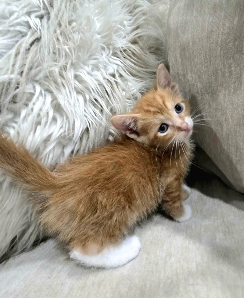 A baby large-sized male Orange & White Domestic Long Hair cat named Kito for adoption in Gregory, TX