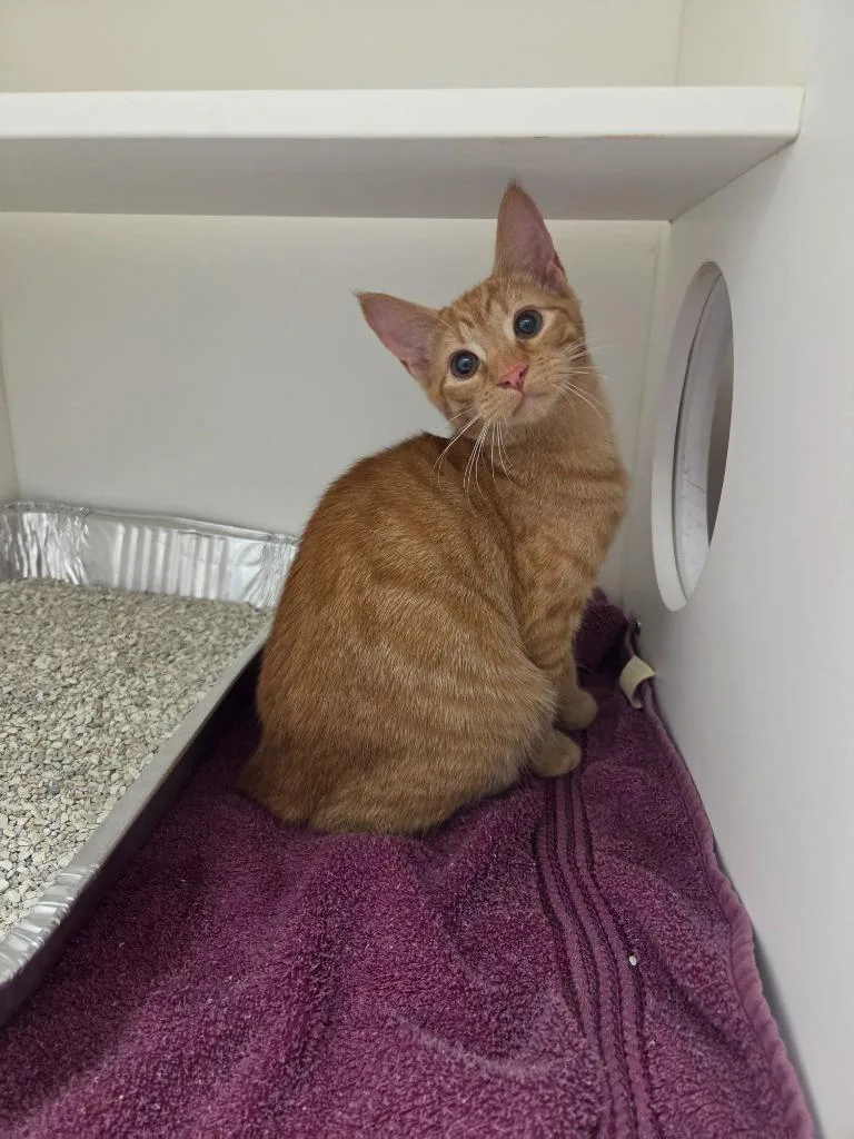 A baby small-sized male Domestic Short Hair cat named Cheeto for adoption in Oxford, NC
