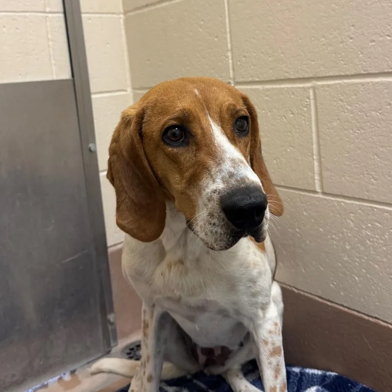 An adult medium-sized female Red / Chestnut / Orange American Foxhound dog named Stella Brown for adoption in Reno, NV