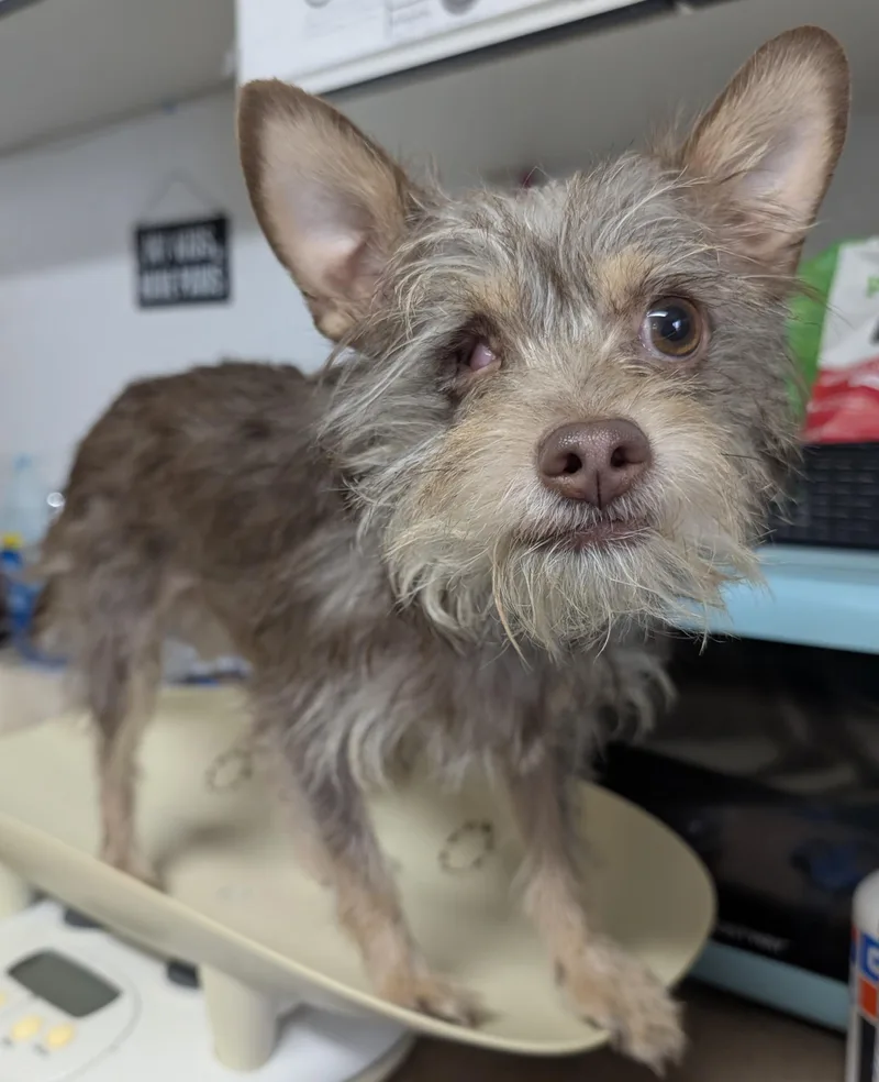 An adult small-sized female Brown / Chocolate Terrier dog named Dolly for adoption in Bisbee, AZ