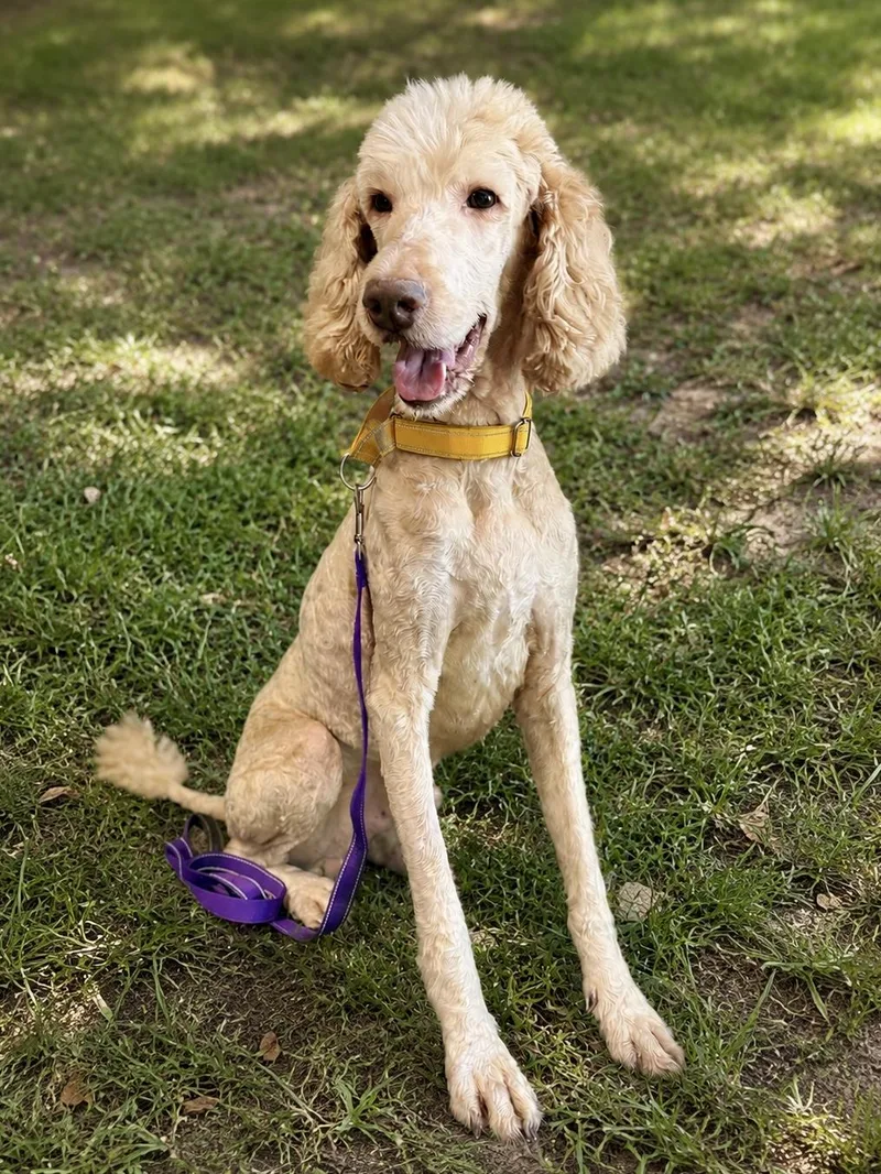 An adult medium-sized male Standard Poodle dog named Scotch for adoption in University Place, WA