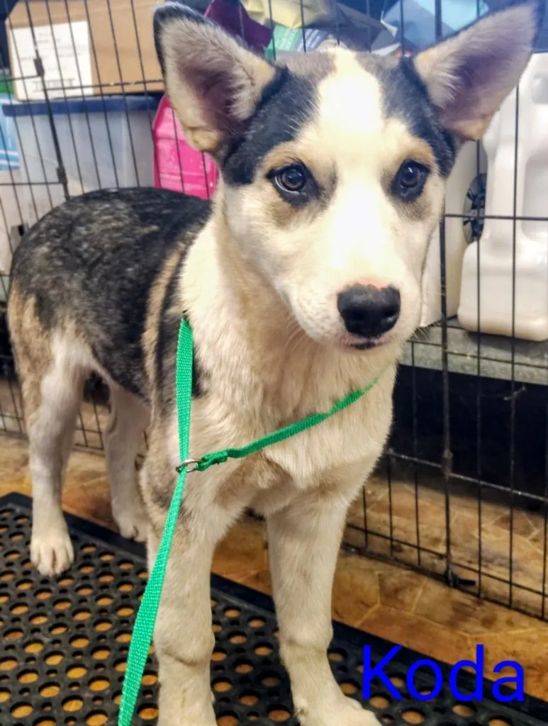 Koda