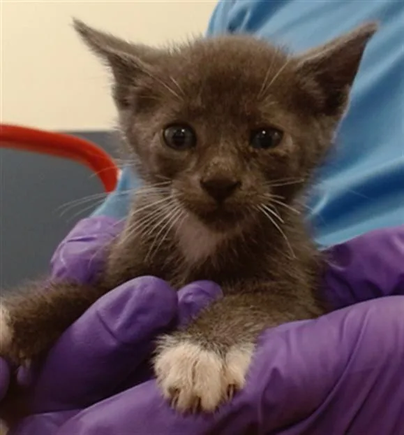 A baby small-sized male Domestic Short Hair cat named Brick for adoption in Miami, FL