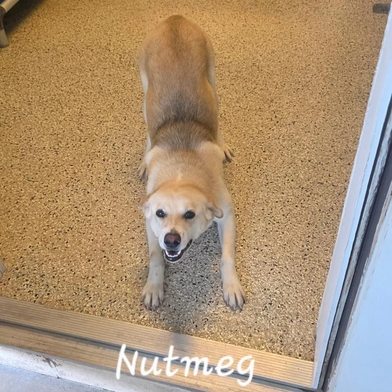 Nutmeg
