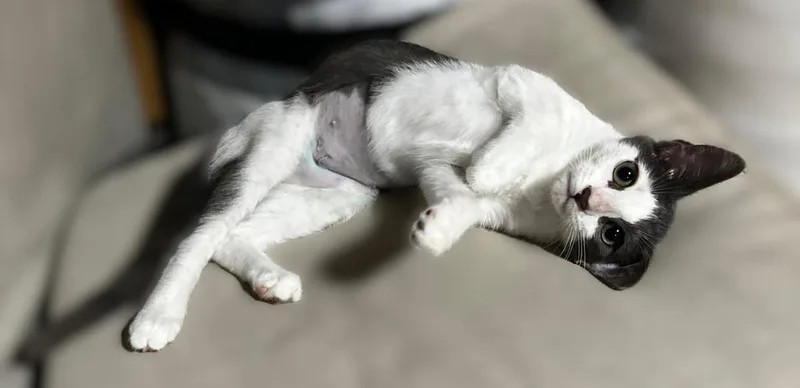 Nahla
