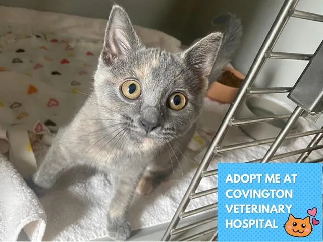 A baby small-sized female Domestic Short Hair cat named Jane for adoption in Fort Wayne, IN