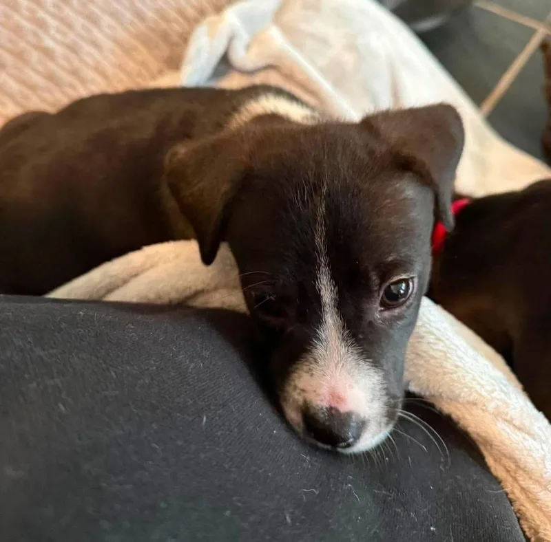 A baby medium-sized male Black Mixed Breed dog named Carl for adoption in Randolph Center, VT