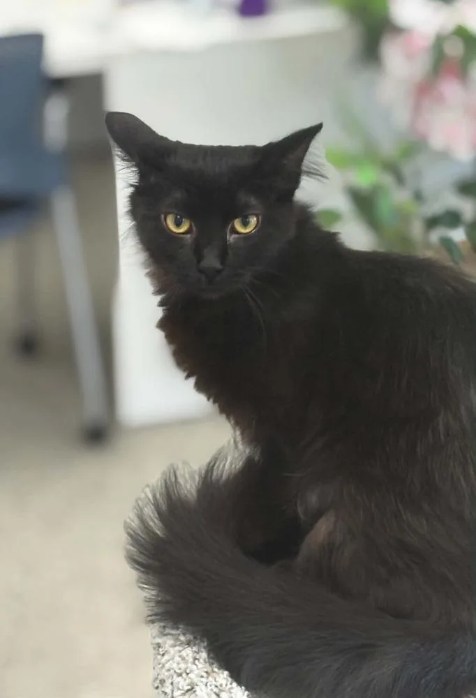 A young small-sized female Black Domestic Medium Hair cat named Kuro for adoption in Plymouth, MN