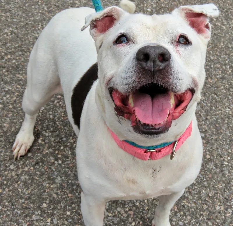 An adult large-sized female White / Cream Pit Bull Terrier dog named Heidi for adoption in Amityville, NY
