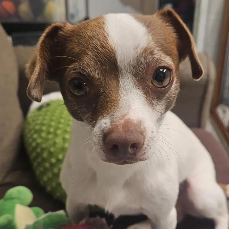A young small-sized male White / Cream Chihuahua dog named Gru for adoption in Normal, IL