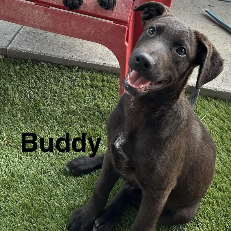 Buddy thumbnail 3