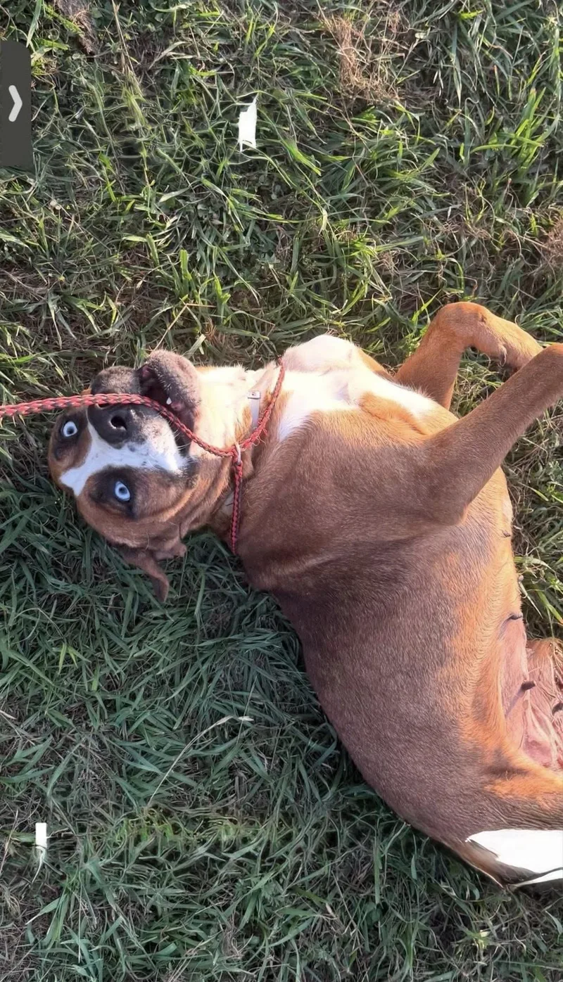 An adult medium-sized female Boxer dog named Lulu for adoption in Sumter, SC