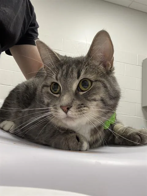 A young small-sized female Domestic Short Hair cat named Shiva for adoption in Indianapolis, IN
