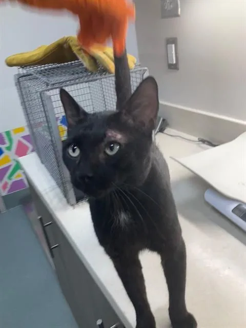An adult medium-sized male Domestic Medium Hair cat named Winston for adoption in Baytown, TX