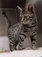 A baby medium-sized female Tabby (Brown / Chocolate) Domestic Short Hair cat named Owlette for adoption in Seymour, IN