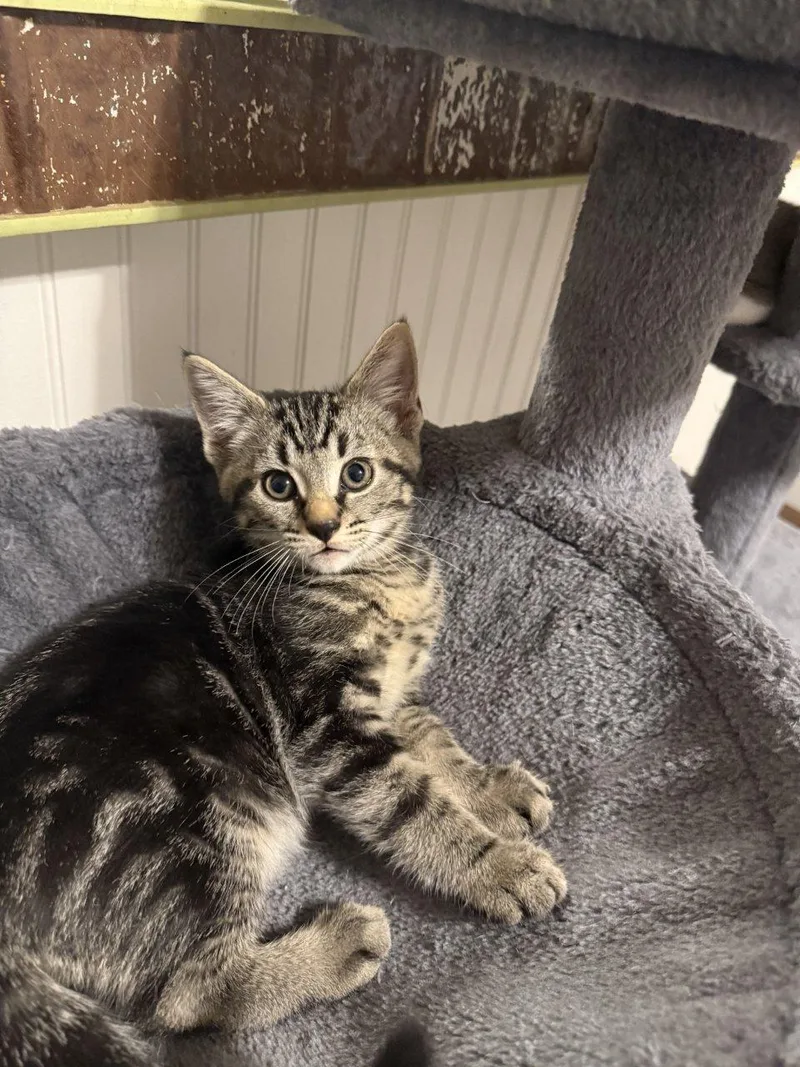 A baby small-sized male Tabby (Brown / Chocolate) Domestic Short Hair cat named Blake for adoption in Raleigh, NC