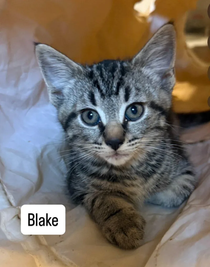 Blake thumbnail 2